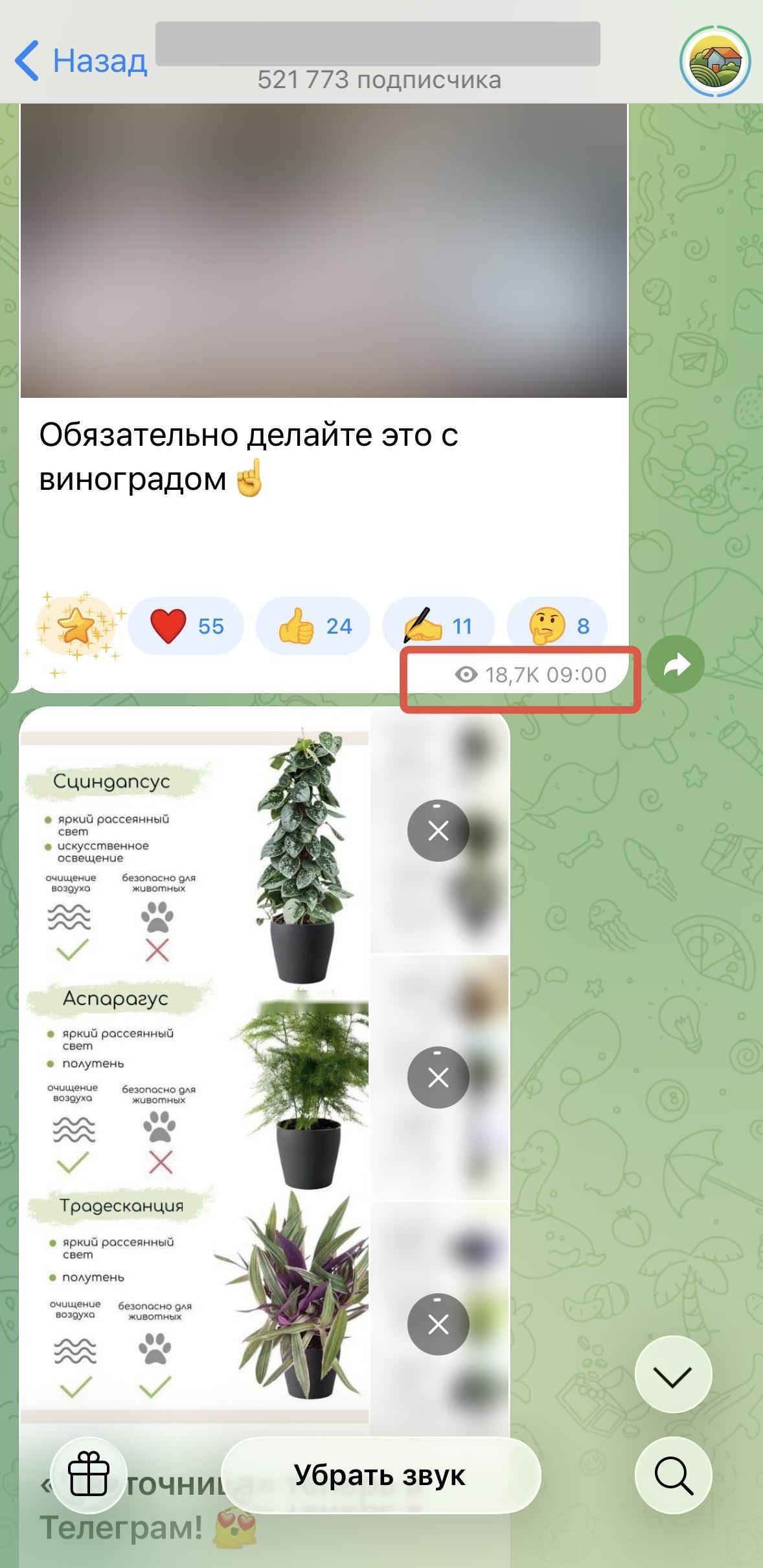 купить просмотры телеграмм