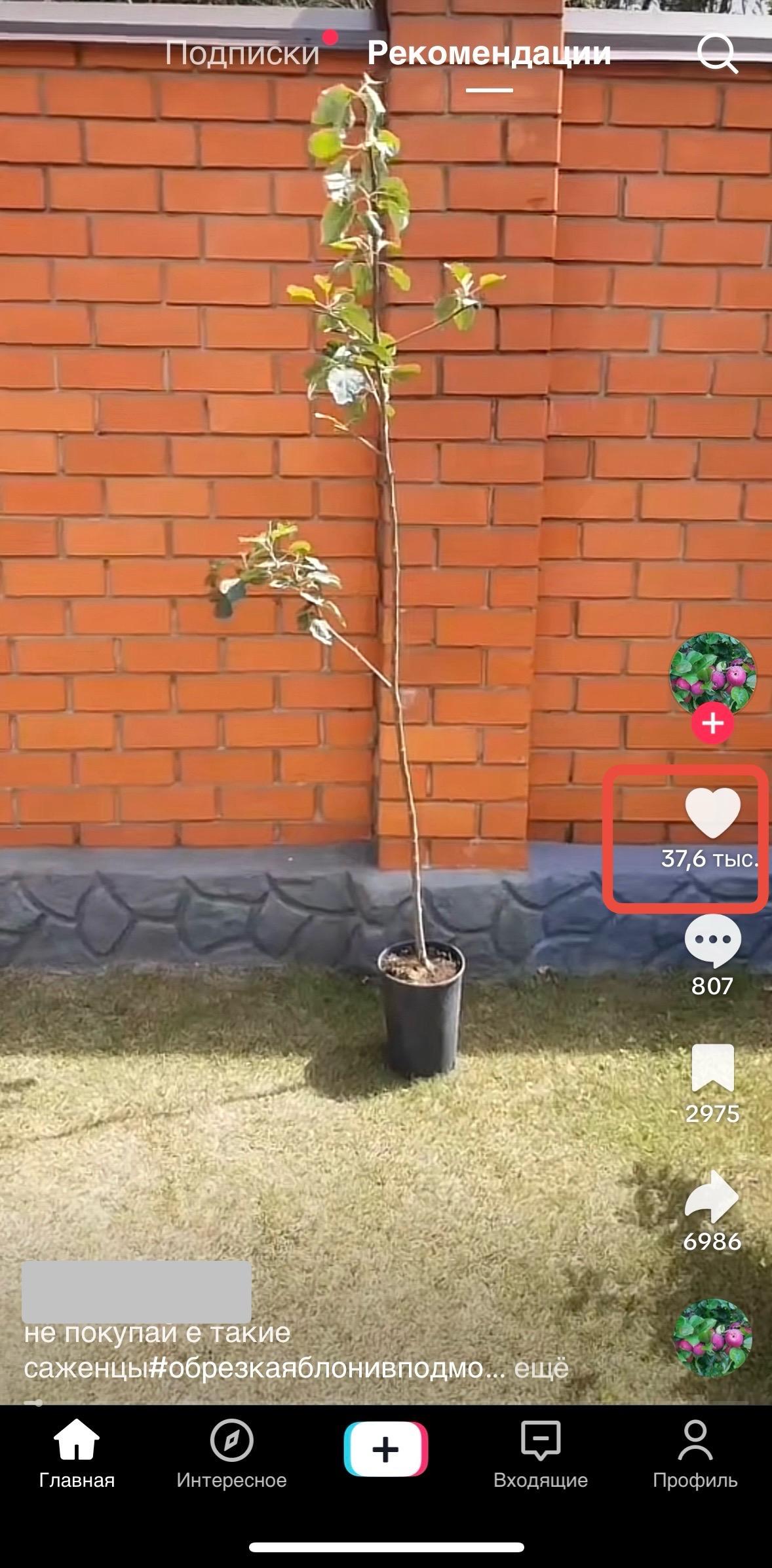 накрутить лайки на видео в тт